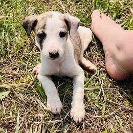 Aramis - White and red brindle male Whippet puppy in London, Kentucky from Tigger’s Whippets