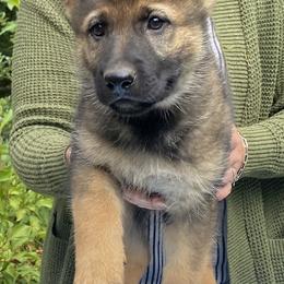 German Shepherd Puppies from Von Overen German Shepherds