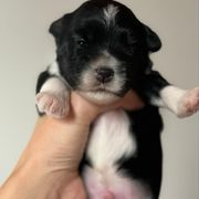 Boy 1 - Lowchen puppy from Lelani