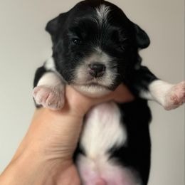 Boy 1 - Lowchen puppy from Lelani