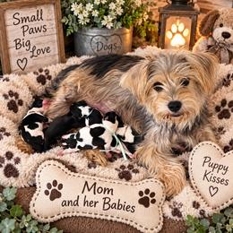 Puppy 2 - Black and tan male Companion Cross puppy in Carriere, Mississippi from Sassy Schnauzers