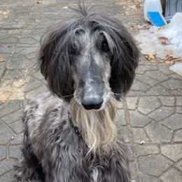 Afghan Hounds from Sukara Hounds