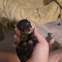 Boy 3 - Blue and gold male Yorkshire Terrier puppy in Hesperia, California from Diamond Doll Yorkies