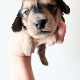 Ridge - Cream male Dachshund puppy in Sylvania, Alabama from Yancey’s Doxies