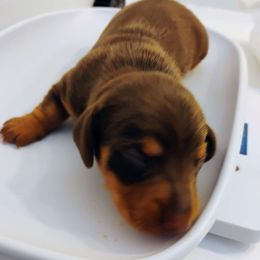 Little Beare - Dachshund puppy from Heaven Sent Doxies