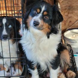 Boujee - Toy Australian Shepherd