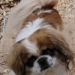 Pekingese from Deena Wood's Pekingese