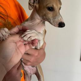 Italian Greyhound Puppies from F&M Italian Greyhounds