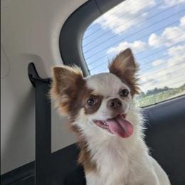 Magel - Chihuahua