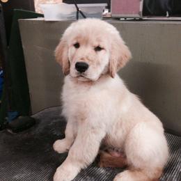 Golden Retriever Puppies from Golden-B-Bear Kennel