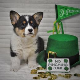 Ace - Black and tan male Pembroke Welsh Corgi puppy in Hotchkiss, Colorado from Grand Mesa Corgis
