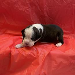 Kelly Clarkson - Brindle female Boxer puppy in Willard, North Carolina from Boone’s Boxers of North Carolina