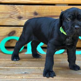 Miracle City Green - Black female Cane Corso puppy in Conroe, Texas from Miracle City