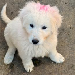Pink Girl - White female Maremma Sheepdog puppy in Kings County, California from Prancing Pony Farm Maremma Sheepdogs
