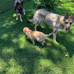 German Shepherd All Grown Up from A2 German Shepherd Dogs
