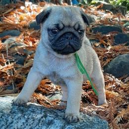 Liberty - green collar - Fawn female Pug puppy in Saint Helens, Oregon from Ebert Golden Retrievers & Pugs