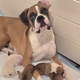 Boxer puppies from Bayla Belle & Blossom's Boxers