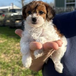 Astro - TOY SIZED - Sable and white male Cockapoo puppy in Pledger, Texas from Sugarbear Cockapoos