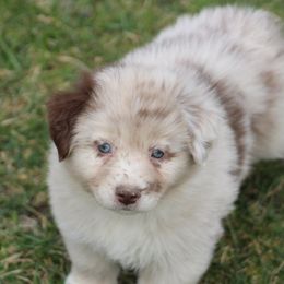 Poppy - Miniature Australian Shepherd