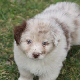 Poppy - Miniature Australian Shepherd