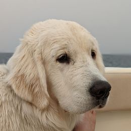 Cypress - Golden Retriever