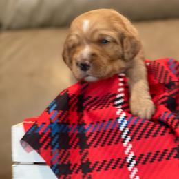 Care Bear - Apricot female Goldendoodle puppy in Rocky Point, North Carolina from CelticDoods