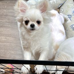 Harry (4500 USD) - Cream male Chihuahua puppy in Morrisville, North Carolina from Mozzafiato Chihuahuas