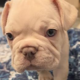 Dave - Cream male French Bulldog puppy in Silver Springs, Florida from Laura Bryce