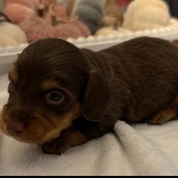 Bentley - Chocolate and tan male Dachshund puppy in Bentonville, Arkansas from Boujee Buns Dachshunds