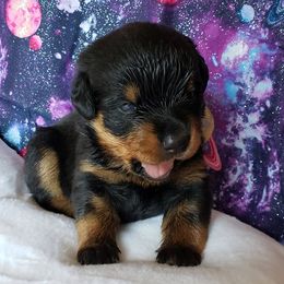 Rottweiler Puppies from Von Hunter Rottweilers