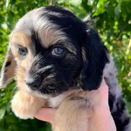 Grayson - Merle male Cavapoo puppy in Tucson, Arizona from Adored Poodle & Doodles