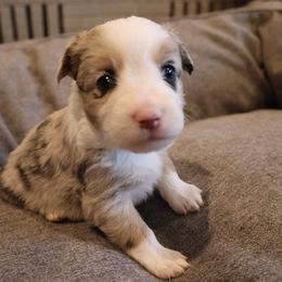 Girl 1 - Miniature Australian Shepherd puppy in Duncan, Arizona from Kennedy Farms