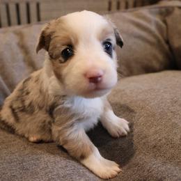 Girl 1 - Miniature Australian Shepherd puppy in Duncan, Arizona from Kennedy Farms