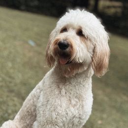 Millie - Goldendoodle