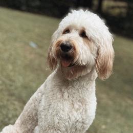 Millie - Goldendoodle