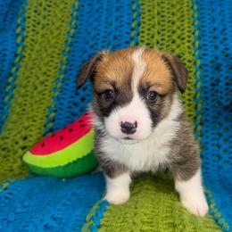 REBA - Sable female Pembroke Welsh Corgi puppy in Ritzville, Washington from Sapphire Iris Corgis