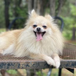 Shandy - Pomeranian