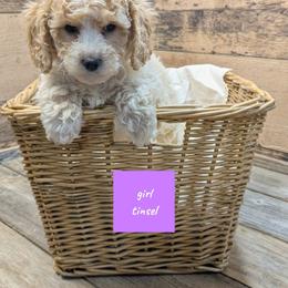 Tinsel - Parti female Goldendoodle puppy in Cambridge, Minnesota from Country Meadow Doodles