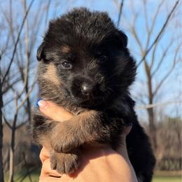 Capri - Black and red female German Shepherd puppy in Harvard, Illinois from Aus Dem Meer German Shepherds