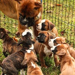 Boxer Puppies from Boxer Boulevard