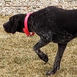 German Wirehaired Pointers from Welebir Wirehairs