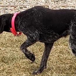 German Wirehaired Pointers from Welebir Wirehairs