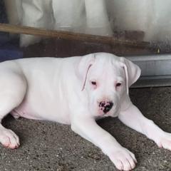 Dogo Argentino Puppies from K&B Southern Oregon Argentino Dogos