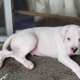 Dogo Argentino Puppies from K&B Southern Oregon Argentino Dogos