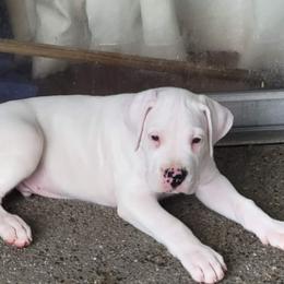 Dogo Argentino Puppies from K&B Southern Oregon Argentino Dogos