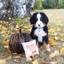 Patriot - Black rust and white Bernese Mountain Dog puppy in Karlstad, Minnesota from Tami’s Heavenly Bernese