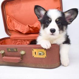 Aki - Black and tan male Pembroke Welsh Corgi puppy in San Antonio, Texas from Moxxi's Legacy Corgis