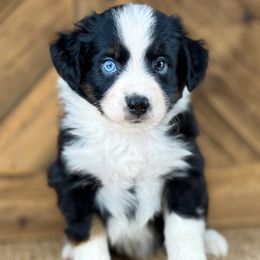 BTM1 - Black tri male Miniature Australian Shepherd puppy in Prague, Oklahoma from Classic K9’s  Aussies & Doodles