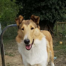 Azawakh, Collie, and Standard Schnauzer All Grown Up from Kokomo Kennels
