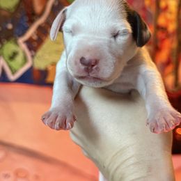 3rd pick male - White and liver brown male Dalmatian puppy in Lake Mathews, California from Bully Market